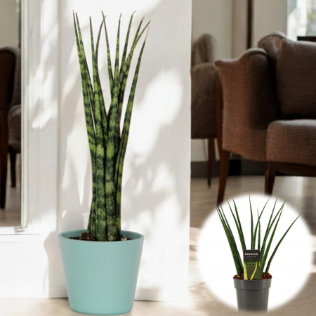 Fernwood Sansevieria - 35cm (2L) [1]