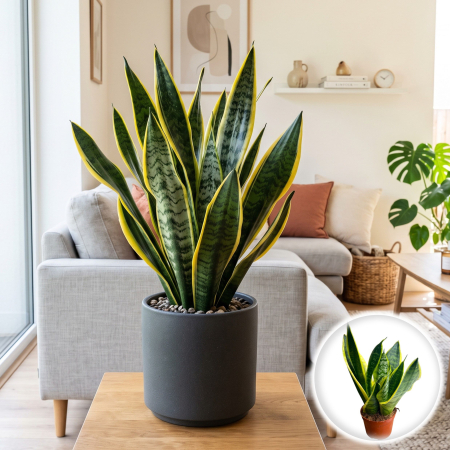 Plante Interior - sansevieria-trifasciata-futura-superba-limba-soacrei-pepiniera-sibiu