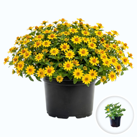 Flori Gradina si Balcon - Sanvitalia Procumbens floarea soarelui pitica flori galbene ghiveci Pepiniera Sibiu