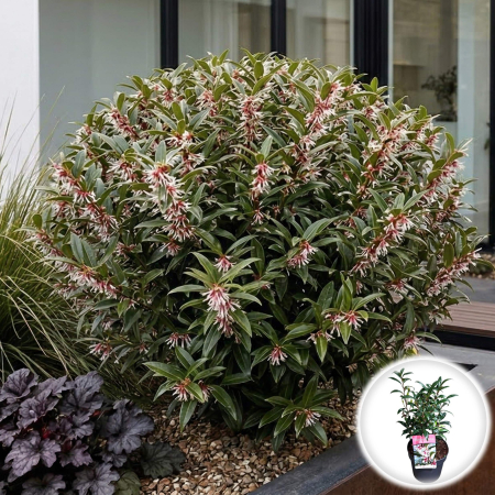 Physocarpus - sarcococca-humilis-winter-gem-arbust-parfumat-iarna-pepiniera-sibiu