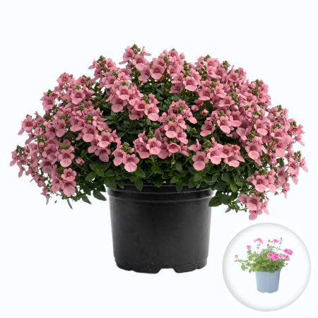 Flori Gradina si Balcon - Diascia Roz Antique Rose flori roz prafuit ghiveci Pepiniera Sibiu