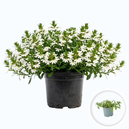 Flori Gradina si Balcon - Scaevola aemula alba floarea evantai flori albe curgatoare ghiveci Pepiniera Sibiu