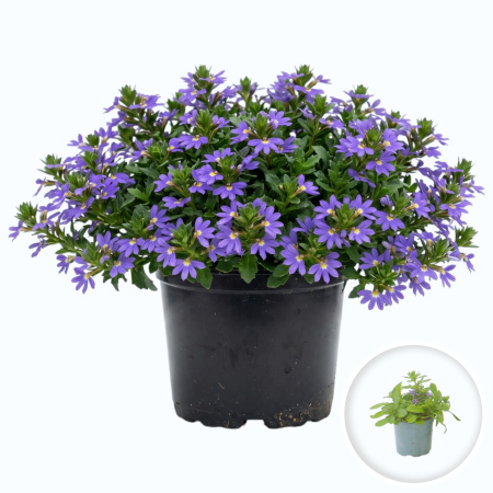 Flori Gradina si Balcon - Scaevola aemula albastra Floarea evantai flori curgatoare ghiveci Pepiniera Sibiu