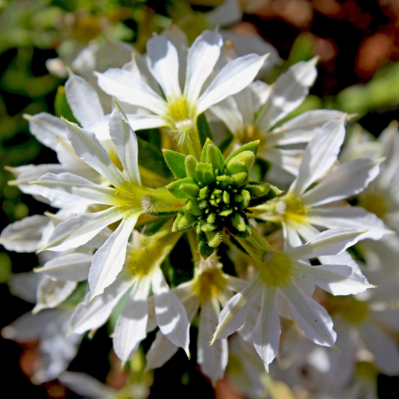 Flori Gradina si Balcon - Scaevola - Albastra (P11)