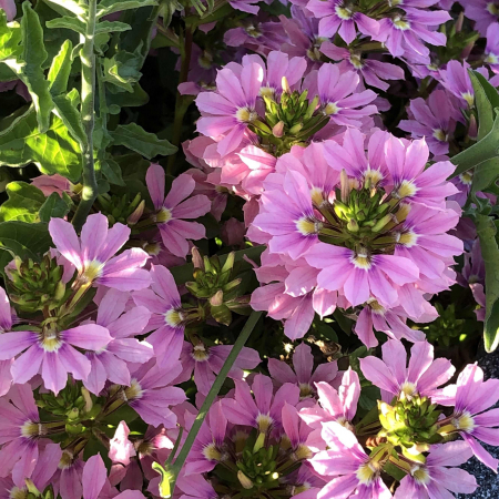 Flori Gradina si Balcon - Scaevola - Roz (P11)