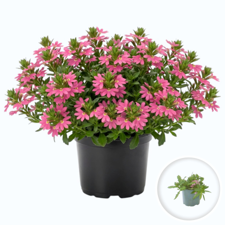 Flori Gradina si Balcon - Scaevola aemula floarea evantai flori roz ghiveci Pepiniera Sibiu