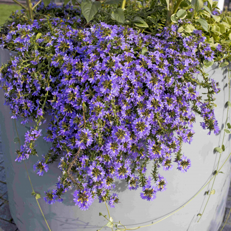 Flori Gradina si Balcon - Scaevola - Albastra (P11)