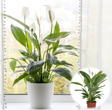 Crinul Pacii - Spathiphyllum Alana - 40cm+