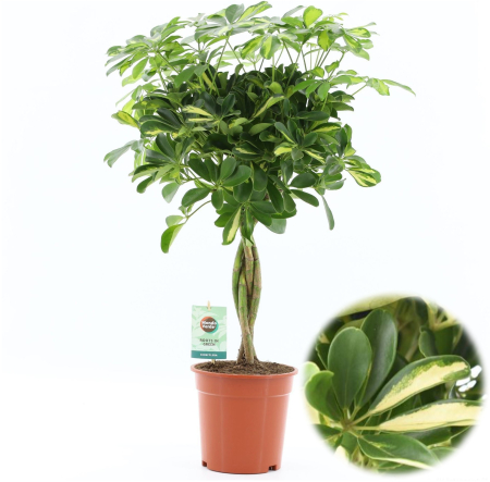 Arborele Umbrela - Schefflera arboricola Gold Capella Planta Interior 75cm Ghiveci 19cm Pepiniera Sibiu