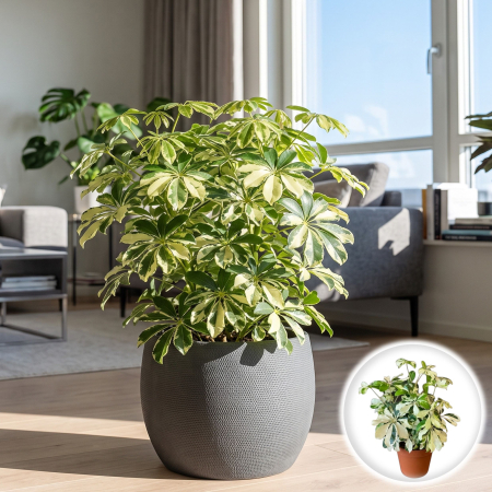 Arborele Umbrela - schefflera-arboricola-charlotte-arbore-umbrela-pepiniera-sibiu