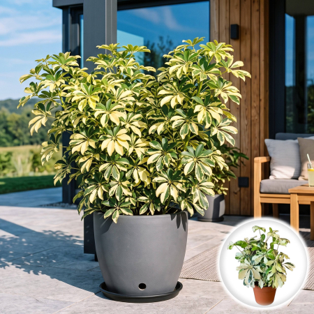 Arborele Umbrela - schefflera-arboricola-charlotte-arbore-umbrela-pepiniera-sibiu
