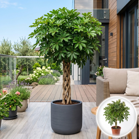 Arborele Umbrela - schefflera-arboricola-compacta-pomisor-camera-pepiniera-sibiu