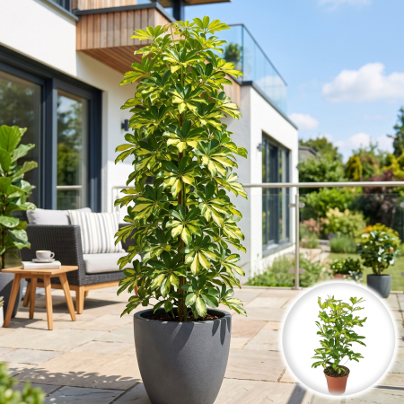 Arborele Umbrela - schefflera-arboricola-gold-capella-planta-interior-pepiniera-sibiu