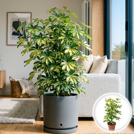 Arborele Umbrela - schefflera-arboricola-gold-capella-planta-interior-pepiniera-sibiu