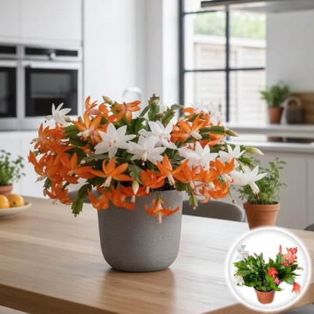 Schlumbergera - Schlumbergera - Cactus de Craciun - Mix