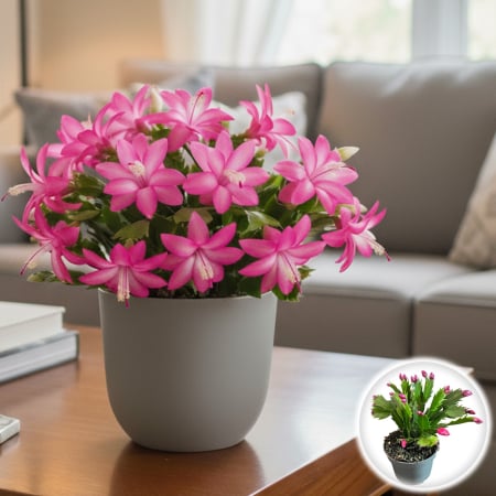 Plante Interior - Schlumbergera - Cactus de Craciun - Purple