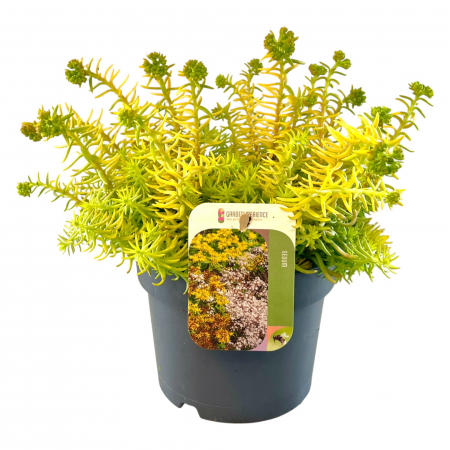 Sedum - Sedum Galben XL (30cm)
