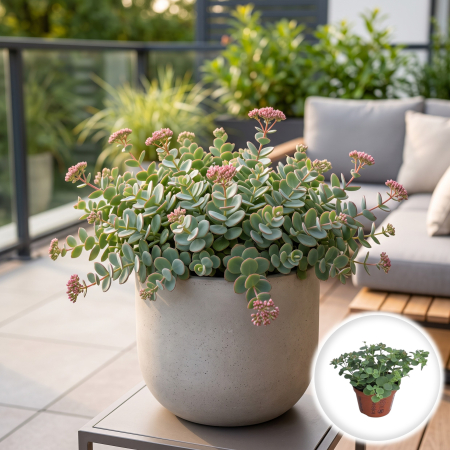Sedum - Sedum Sieboldii Hylotelephium sieboldii planta suculenta perena ghiveci Pepiniera Sibiu