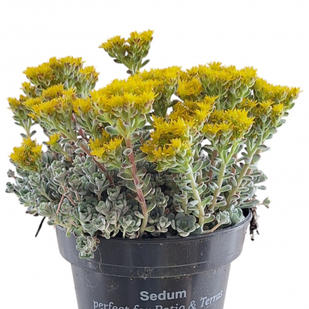 Sedum - Sedum Sp. Cape Bianco XL (30cm)