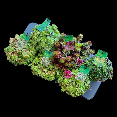 Sedum - Sedum XL - diverse culori
