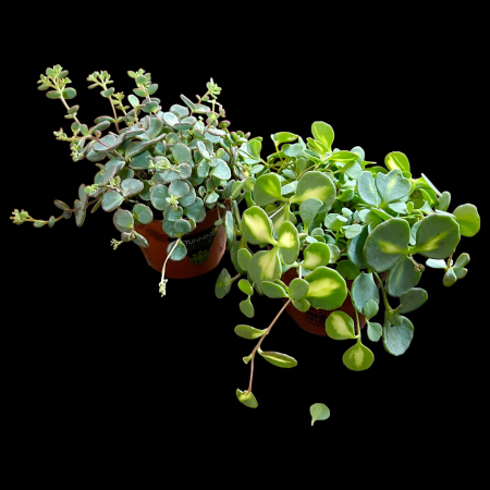 Sedum - Sedum Mini - Verde