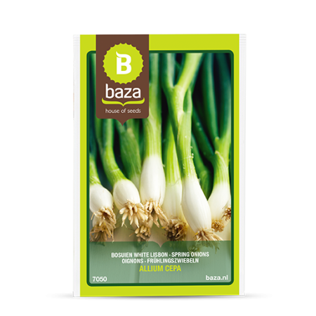 Seminte de Legume/Fructe - seminte-ceapa-stufat-white-lisbon-allium-cepa-7050-pepiniera-sibiu