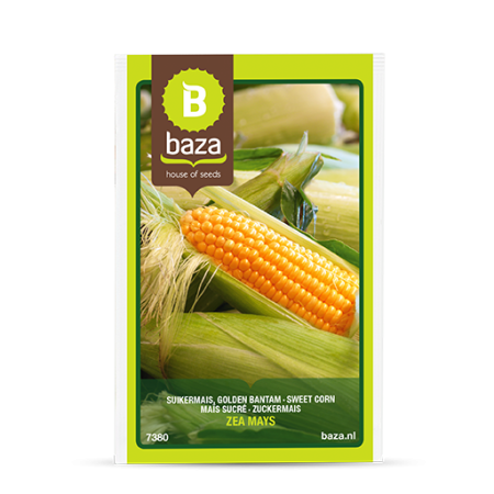 Seminte de Legume/Fructe - seminte-porumb-zaharat-golden-bantam-zea-mays-7380-pepiniera-sibiu