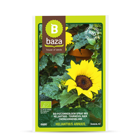 Seminte de Flori - seminte-floarea-soarelui-decorativa-helianthus-annuus-evening-sun-6880-pepiniera-sibiu
