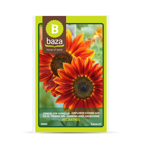 Seminte - Seminte - Helianthus - 6880