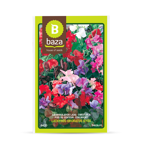 Seminte și Bulbi - seminte-sangele-voinicului-lathyrus-odoratus-bijou-mix-6420-pepiniera-sibiu