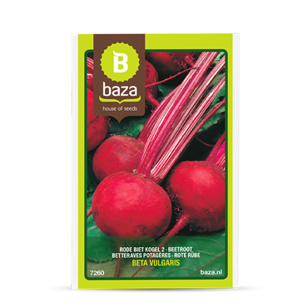 Seminte de Legume/Fructe - seminte-sfecla-rosie-egyptische-platronde-beta-vulgaris-7260-pepiniera-sibiu