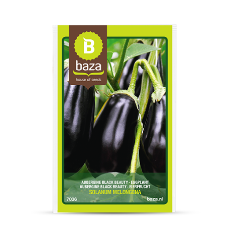 Seminte de Legume/Fructe - seminte-vinete-timpurii-solanum-melongena-7036-pepiniera-sibiu
