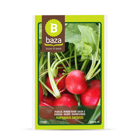 Seminte de Legume/Fructe - seminte-ridichi-de-luna-saxa-2-raphanus-sativus-7220-pepiniera-sibiu