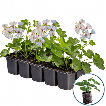 Flori Gradina si Balcon - Set 5 Butasi Tiroleze - Alb