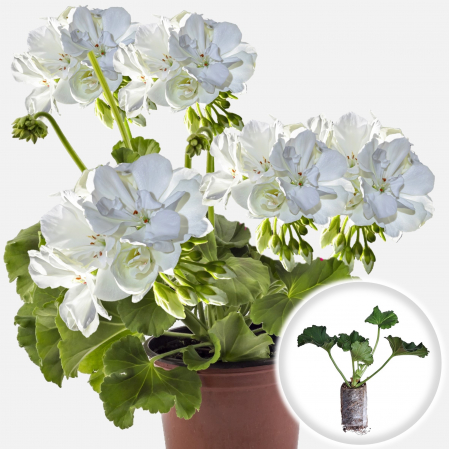 Flori Gradina si Balcon - 5 Butasi Muscate Drepte - ALB