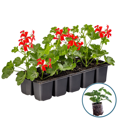 Flori Gradina si Balcon - Set 5 Butasi Tiroleze - Rosu