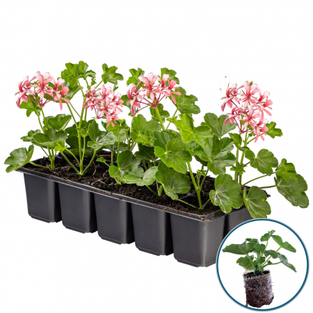 Flori Gradina si Balcon - Set 5 Butasi Tiroleze - Roz