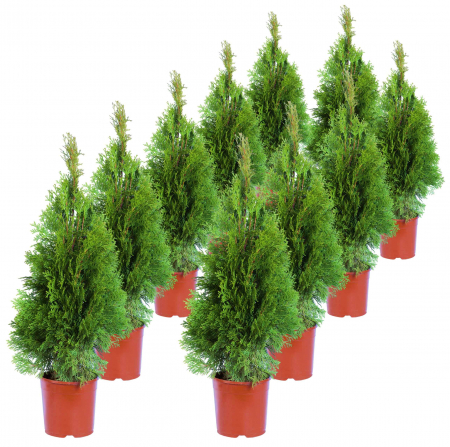Tuia - Set 10 Tuia Smaragd 40cm+ (2L)