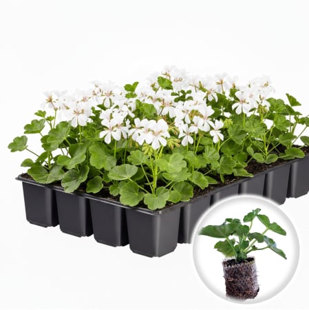 Flori Gradina si Balcon - Pachet 5 Butasi Muscate Tiroleze Alb Curgatoare Pepiniera Sibiu