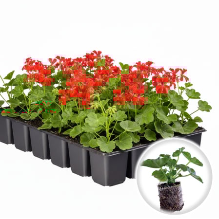 Flori Gradina si Balcon - Pachet 5 Butasi Muscate Tiroleze Rosu Curgatoare Pepiniera Sibiu