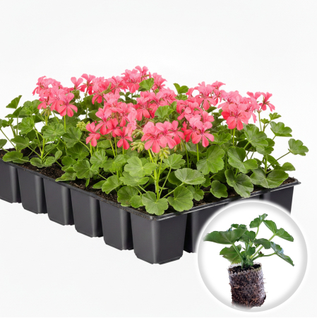 Flori Gradina si Balcon - Pachet 5 Butasi Muscate Tiroleze Roz Curgatoare Pepiniera Sibiu