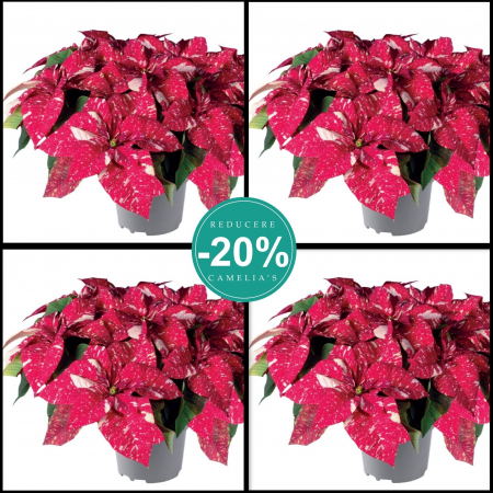 Flori Gradina si Balcon - Set 5 Craciunite - Bicolor