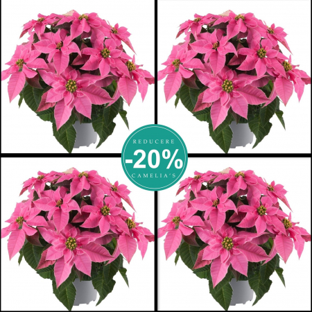 Flori Gradina si Balcon - Set 5 Craciunite - Roz