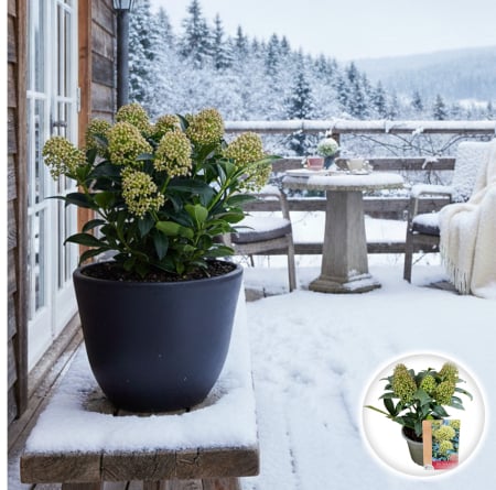 Skimmia - Skimmia Japonica - White Globe - 30cm+