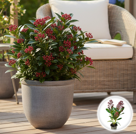 Skimmia - Skimmia J. Rubella - Mini