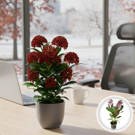 Skimmia - Skimmia J. Rubella - Mini