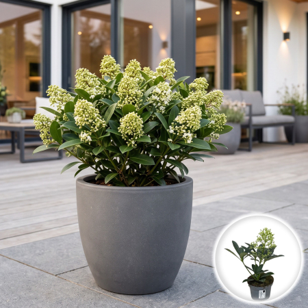 Flori Gradina si Balcon - skimmia-japonica-finchy-arbust-vesnic-verde-pepiniera-sibiu