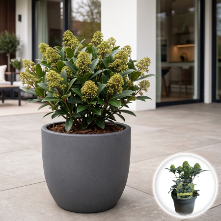 Flori Gradina si Balcon - skimmia-japonica-godries-dwarf-arbust-ornamental-pepiniera-sibiu