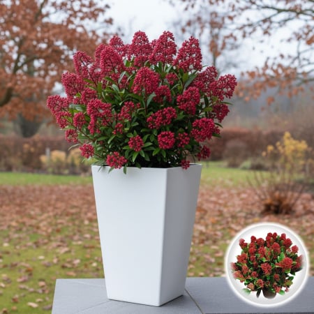 Skimmia - Skimmia Japonica - Rubella - 40cm+