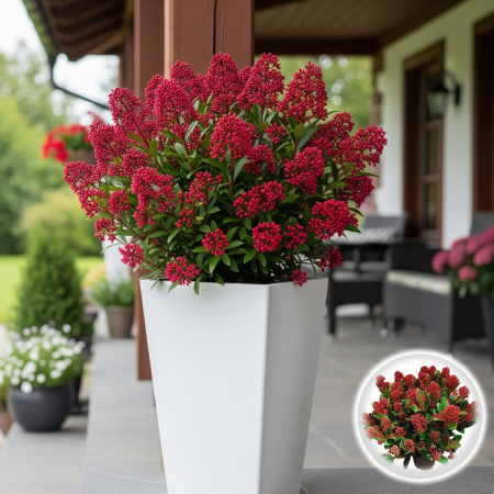Skimmia - Skimmia Japonica - Rubella - 40cm+